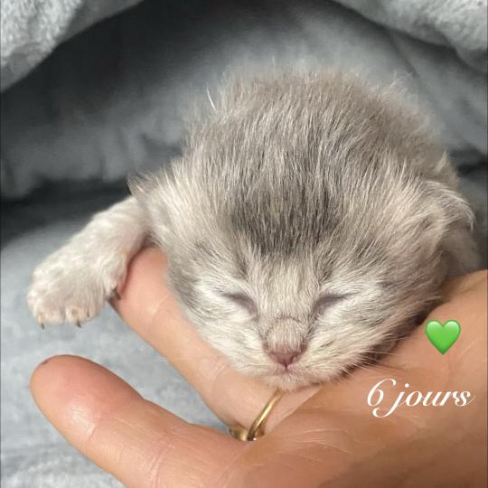 chaton British Longhair blue chatterie des rêves d'O Anna blue 