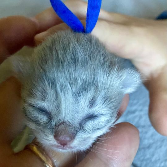 Bilbou des rêves d'O Anna Mâle British Longhair
