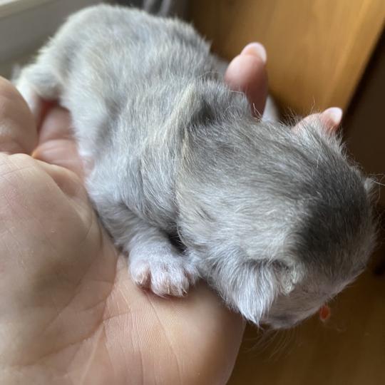 chaton British Longhair blue golden shaded Bilbou chatterie des rêves d'O Anna blue golden shaded
