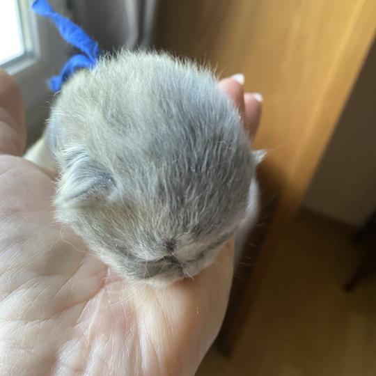 chaton British Longhair blue golden shaded Bilbou chatterie des rêves d'O Anna blue golden shaded