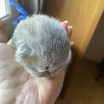 Bilbou des rêves d'O Anna Mâle British Longhair