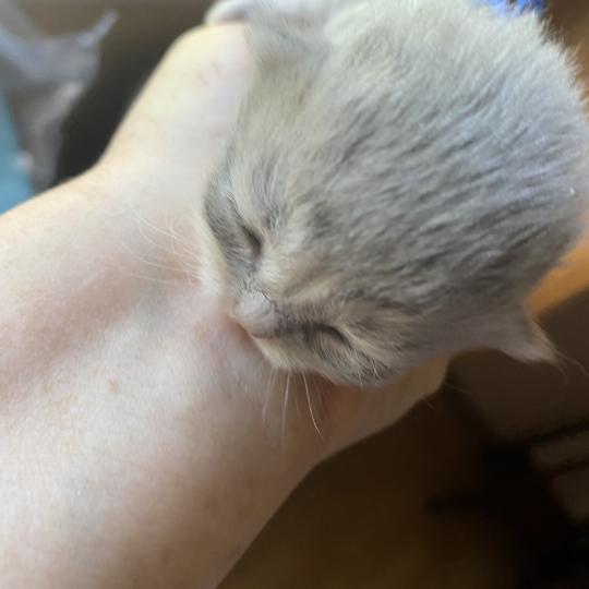 chaton British Longhair blue golden shaded Bilbou chatterie des rêves d'O Anna blue golden shaded
