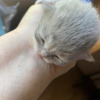 Bilbou des rêves d'O Anna Mâle British Longhair
