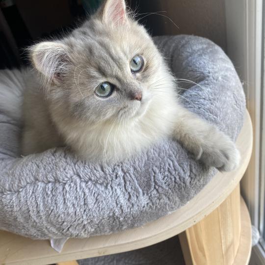 chaton British Longhair blue golden shaded Bilbou chatterie des rêves d'O Anna blue golden shaded