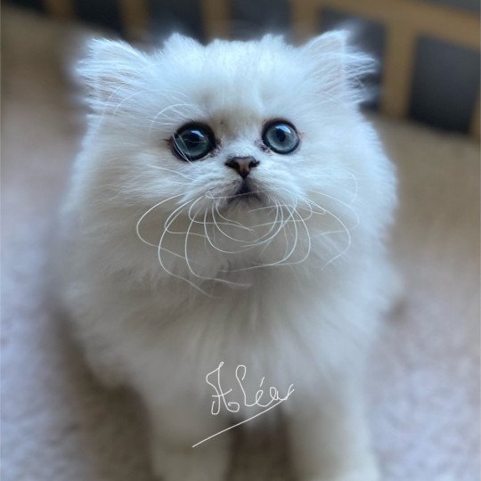 Aléa des rêves d'O Anna Femelle British Longhair