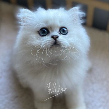 Aléa des rêves d'O Anna Femelle British Longhair