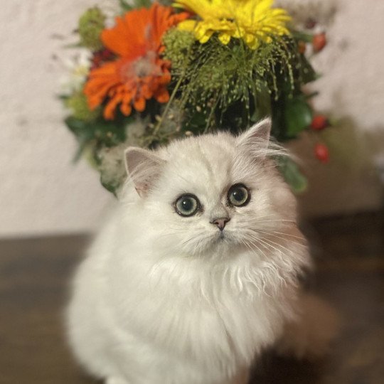 chaton British Longhair black silver shaded Aléa chatterie des rêves d'O Anna black silver shaded
