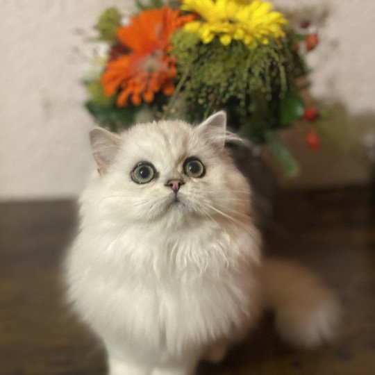 chaton British Longhair black silver shaded Aléa chatterie des rêves d'O Anna black silver shaded