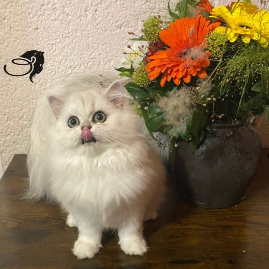 chaton British Longhair black silver shaded Aléa chatterie des rêves d'O Anna black silver shaded