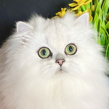 Aléa des rêves d'O Anna Femelle British Longhair