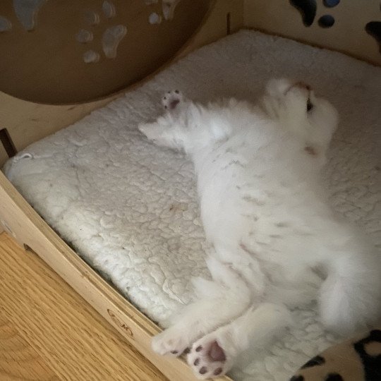 chaton British Longhair blue shell point Angelo chatterie des rêves d'O Anna blue shell point