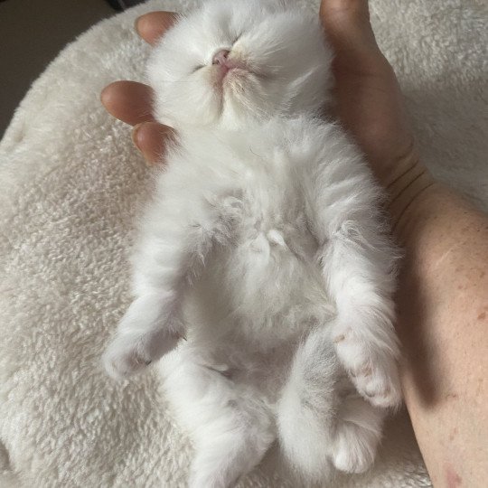 chaton British Longhair blue shell point Angelo chatterie des rêves d'O Anna blue shell point