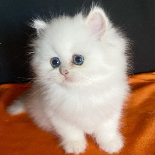 chaton British Longhair blue shell point Alaska chatterie des rêves d'O Anna blue shell point