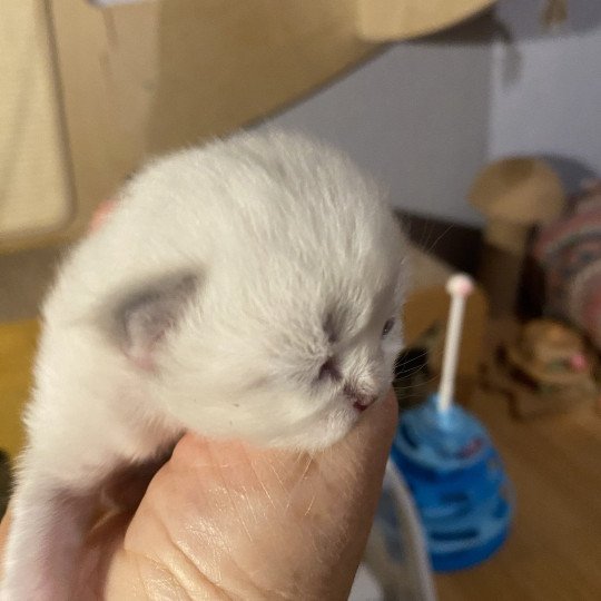 chaton British Longhair blue point Athos chatterie des rêves d'O Anna blue point