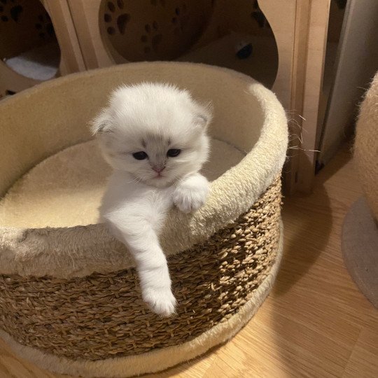 chaton British Longhair blue point Abby chatterie des rêves d'O Anna blue point