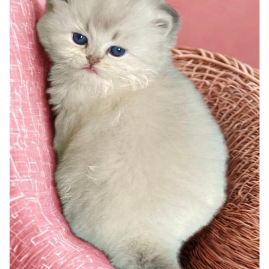 chaton British Longhair blue golden shaded point Abby chatterie des rêves d'O Anna blue golden shaded point