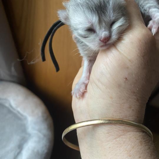 chaton British Longhair blue shaded Balou chatterie des rêves d'O Anna blue shaded