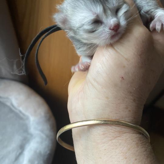 chaton British Longhair blue shaded Balou chatterie des rêves d'O Anna blue shaded