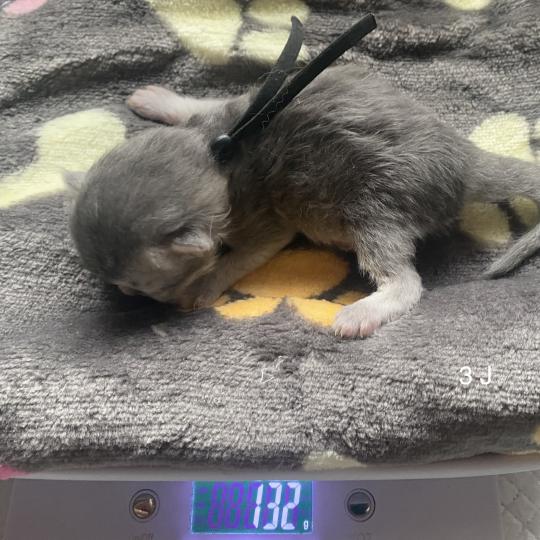 chaton British Longhair blue shaded Balou chatterie des rêves d'O Anna blue shaded