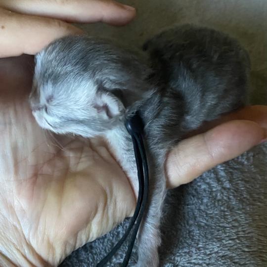 chaton British Longhair blue shaded Balou chatterie des rêves d'O Anna blue shaded