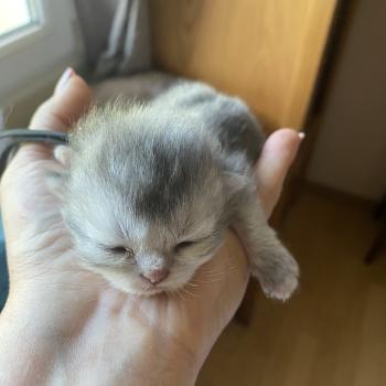 Balou des rêves d'O Anna Mâle British Longhair