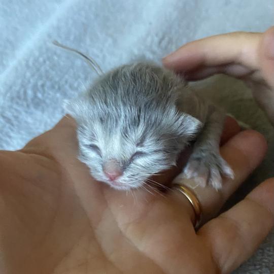 Bandit des rêves d'O Anna Mâle British Longhair