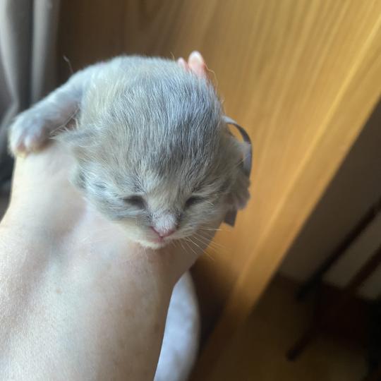 chaton British Longhair blue golden shaded Bandit chatterie des rêves d'O Anna blue golden shaded