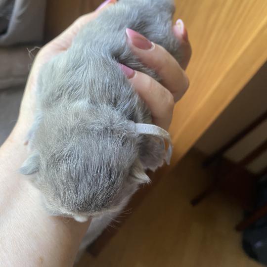chaton British Longhair blue golden shaded Bandit chatterie des rêves d'O Anna blue golden shaded