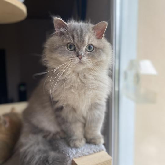 chaton British Longhair blue golden shaded Bounty chatterie des rêves d'O Anna blue golden shaded