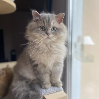 Bounty des rêves d'O Anna Mâle British Longhair