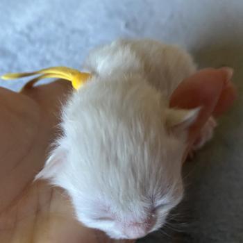 Billi des rêves d'O Anna Mâle British Longhair