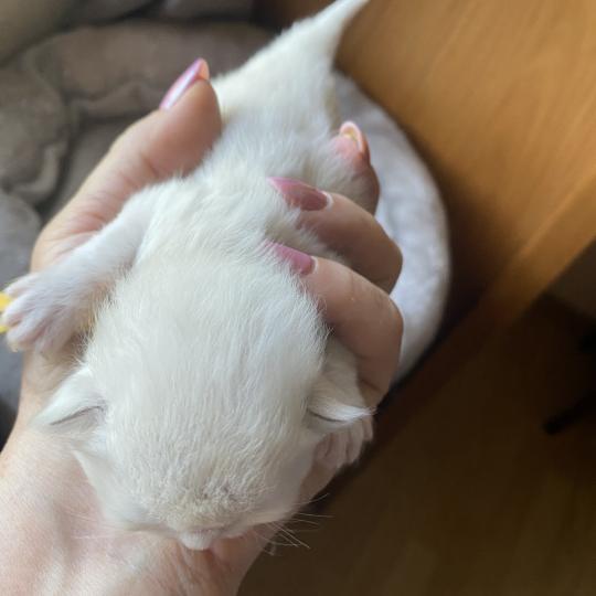 chaton British Longhair blue shell point Billi chatterie des rêves d'O Anna blue shell point