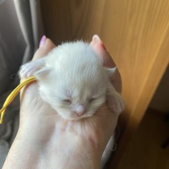 Billi des rêves d'O Anna Mâle British Longhair