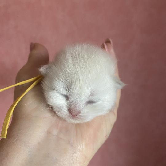 chaton British Longhair blue shell point Billi chatterie des rêves d'O Anna blue shell point