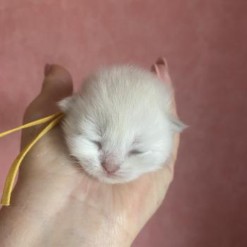 Billi des rêves d'O Anna Mâle British Longhair