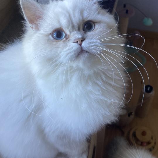 chaton British Longhair lilac golden shaded point Billy chatterie des rêves d'O Anna lilac golden shaded point
