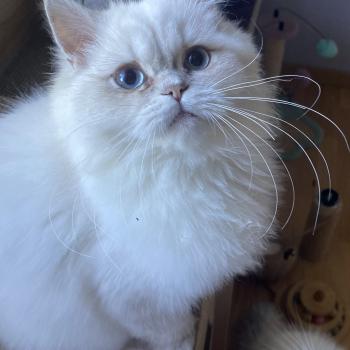 Billy des rêves d'O Anna Mâle British Longhair