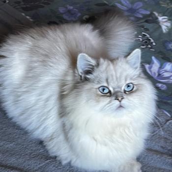 Billy des rêves d'O Anna Mâle British Longhair