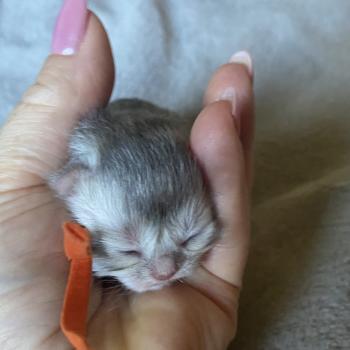 Bodhi des rêves d'O Anna Mâle British Longhair