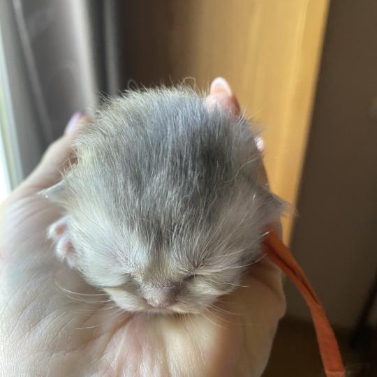 chaton British Longhair blue golden shaded Bodhi chatterie des rêves d'O Anna blue golden shaded