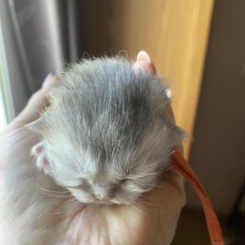 Bodhi des rêves d'O Anna Mâle British Longhair