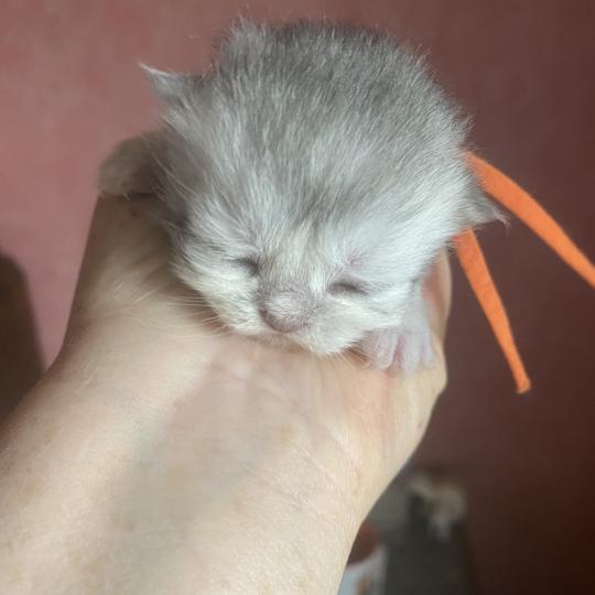 chaton British Longhair blue golden shaded Bodhi chatterie des rêves d'O Anna blue golden shaded