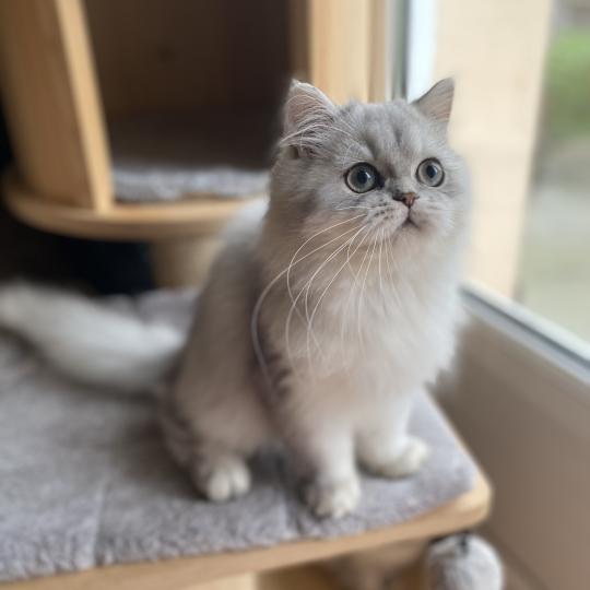 chaton British Longhair blue golden shaded Bodhi chatterie des rêves d'O Anna blue golden shaded