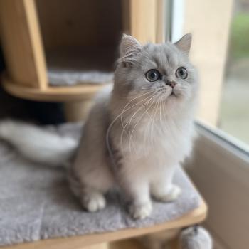 Bodhi des rêves d'O Anna Mâle British Longhair