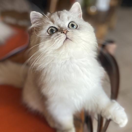 chaton British Longhair blue golden shaded Bodhi chatterie des rêves d'O Anna blue golden shaded