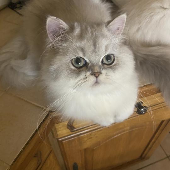 chaton British Longhair blue golden shaded Bodhi chatterie des rêves d'O Anna blue golden shaded
