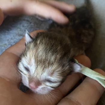 Baron des rêves d'O Anna Mâle British Longhair