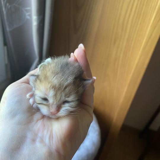 chaton British Longhair black golden shaded tabby Baron chatterie des rêves d'O Anna black golden shaded tabby