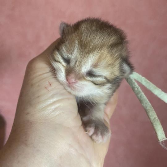 chaton British Longhair black golden shaded tabby Baron chatterie des rêves d'O Anna black golden shaded tabby