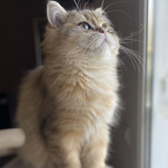 chaton British Longhair black golden shaded tabby Baron chatterie des rêves d'O Anna black golden shaded tabby